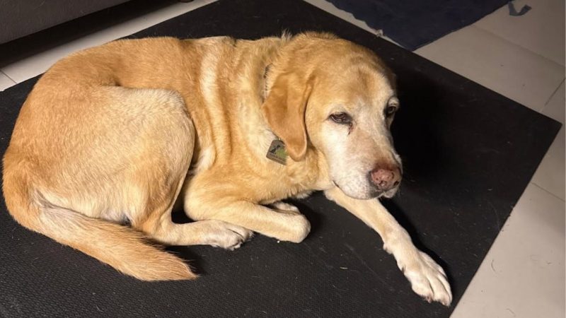 O cão-guia Capone acompanha Samuel desde que o atleta ficou cego após uma doença neurodegenerativa - Reprodução/Facebook/NDMais
