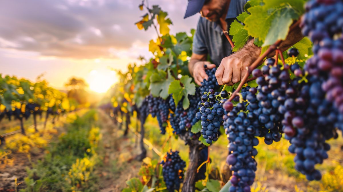 Vindima projeta Santa Catarina como território de vinhos de altitude