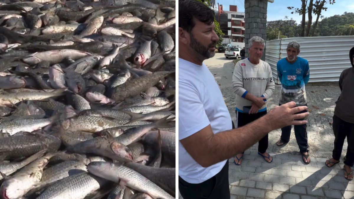 ‘Teve gente que não molhou a rede’: pescadores lamentam sobre fim da pesca da tainha em SC