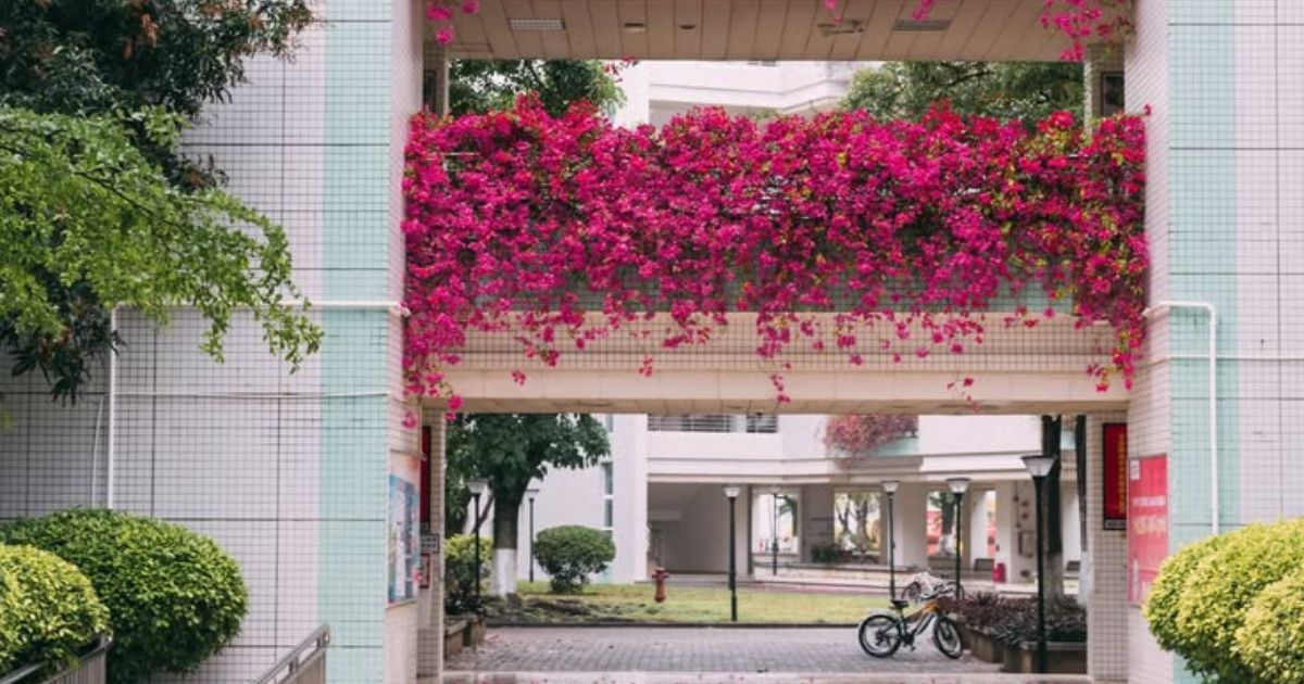 Sente a varanda vazia? Conheça a planta oriental que resiste ao tempo e floresce no vaso