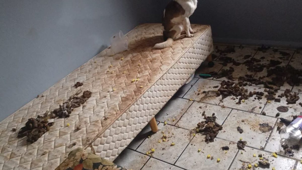 Cadeirante é mantida em casa com animais mortos e em precariedade em SC