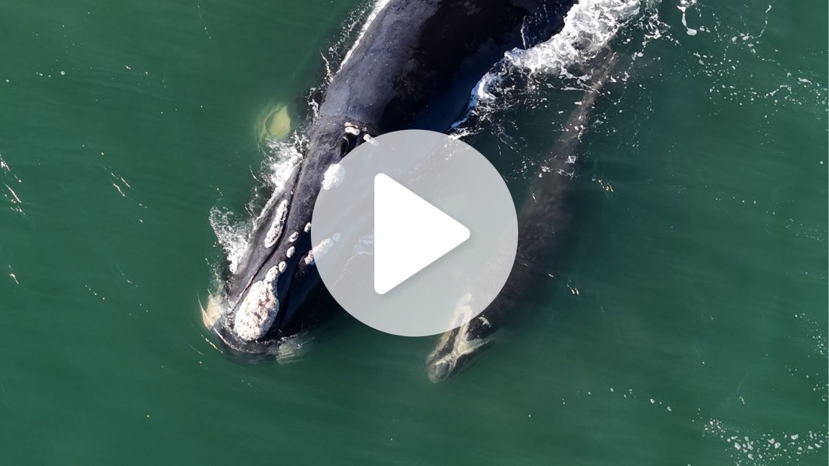 VÍDEO: Primeiro filhote de baleia-franca da temporada é avistado no litoral de SC