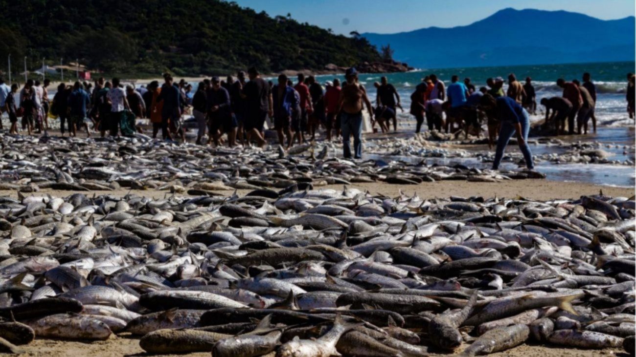 Cerca de 400 toneladas de tainha já foram capturadas em Santa CatarinaFoto: Divulgação/Ricardo Wolffenbüttel/Arquivo/SECOM/ND Mais