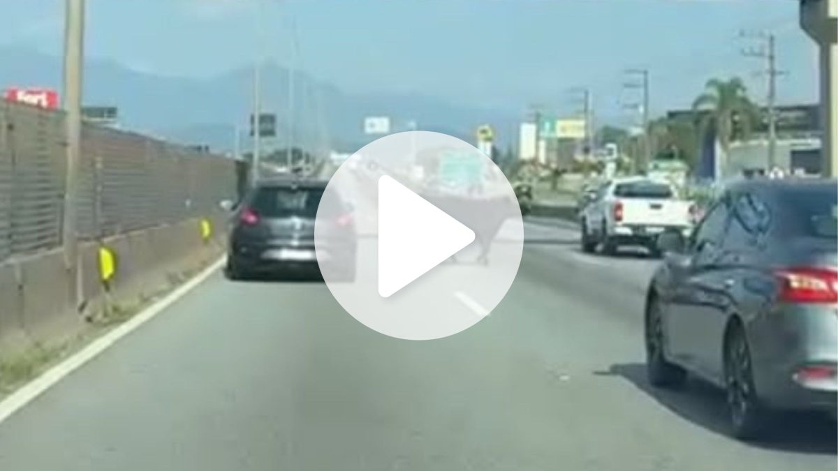 VÍDEO: Vaca solta para trânsito na BR-101 e mobiliza operação de resgate em SC