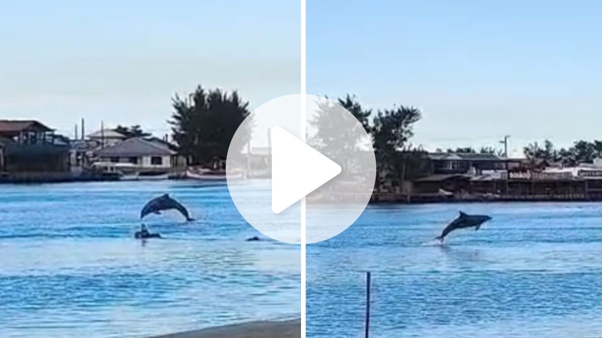 VÍDEO: Boto ‘voa’ sobre a água e chama atenção em cidade famosa pela pesca tradicional
