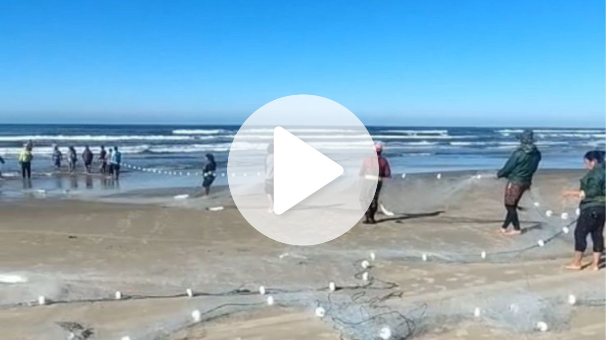 VÍDEO: Lanço gigante surpreende pescadores e rende quase 1 tonelada de tainha em SC