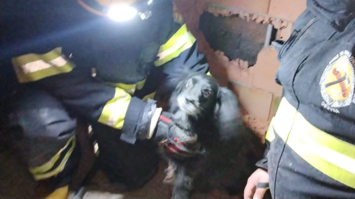 ‘Quebraram a parede’: cão se assusta com fogos e mobiliza bombeiros em SC