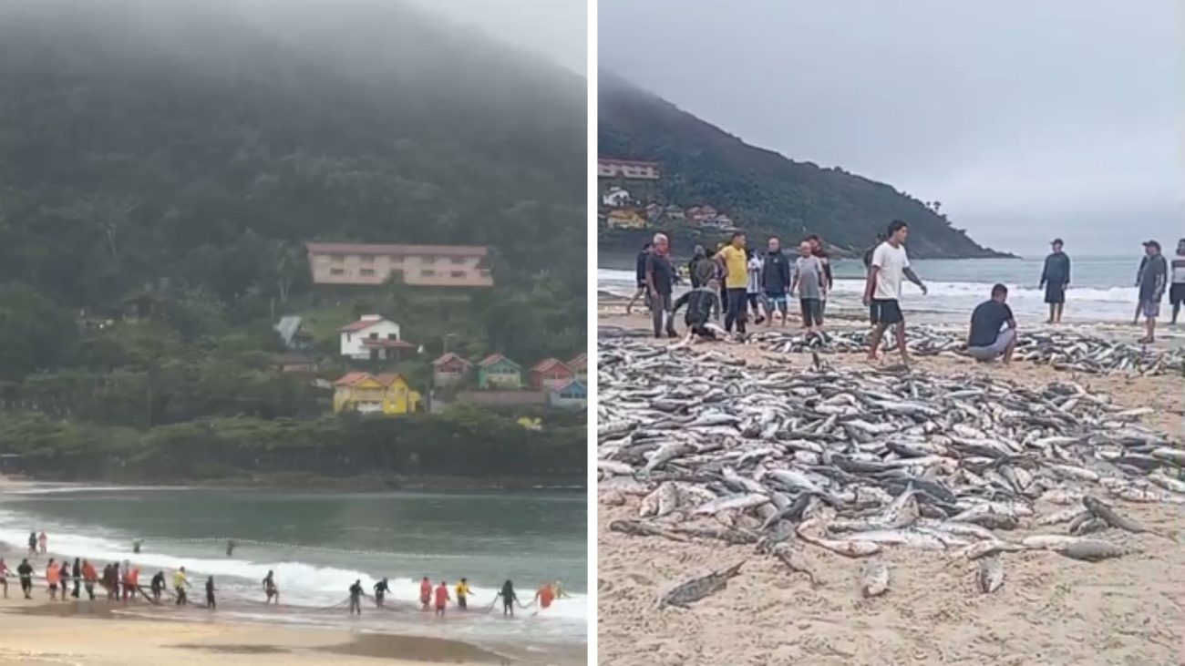Pescadores comemoram retorno da pesca da tainha com os primeiros lanços em SC
