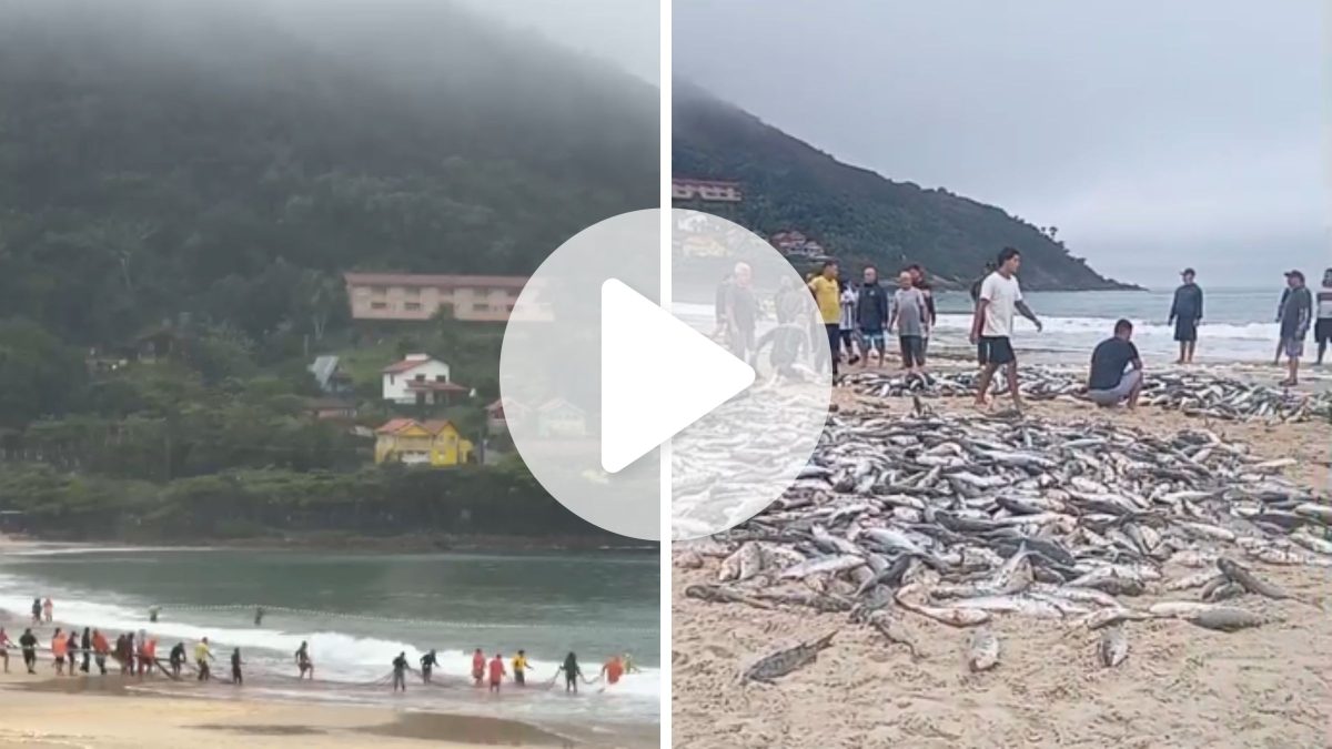 Pescadores comemoram retorno da pesca da tainha com os primeiros lanços em SC: ‘Bem