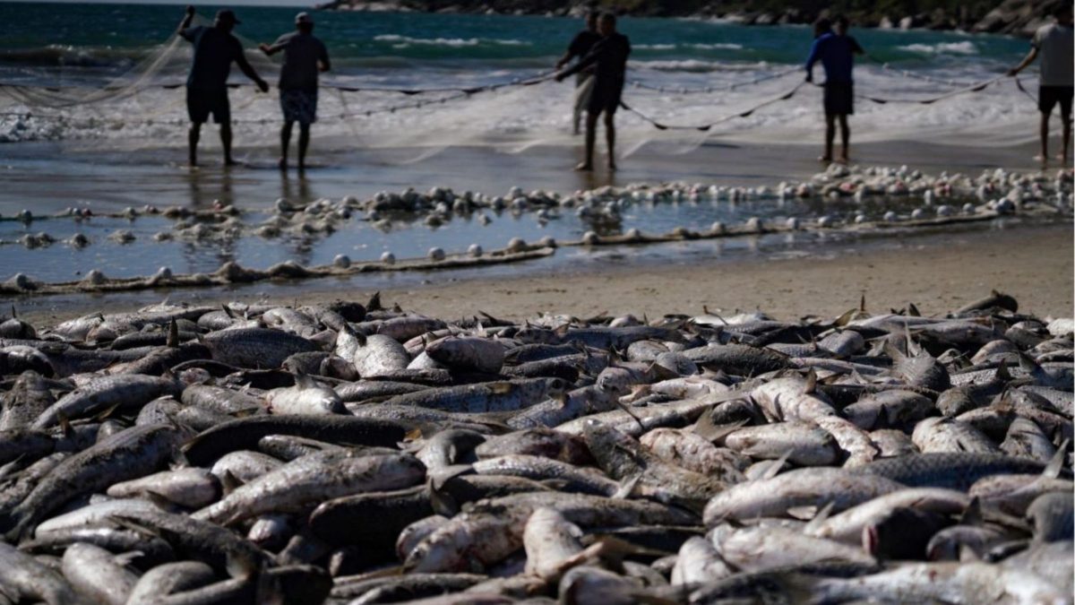 Governo libera mais 324 toneladas para pesca da tainha no Sul