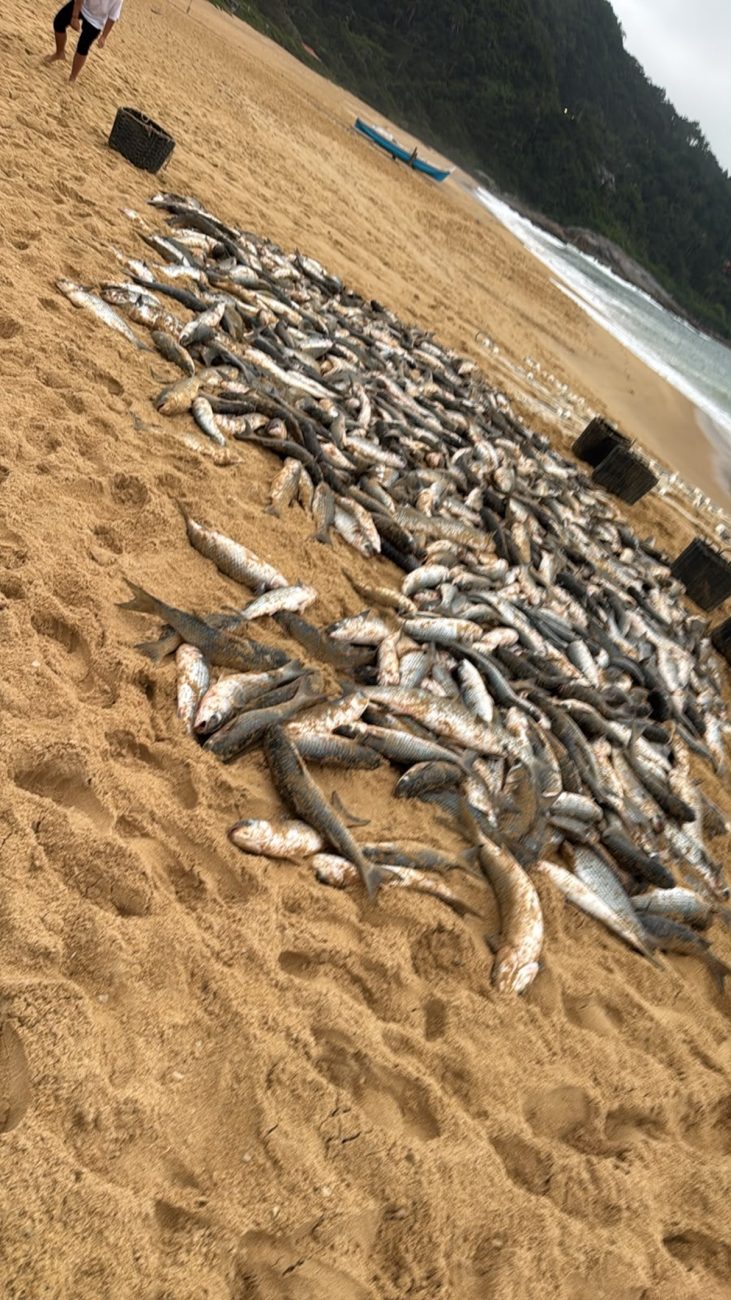 230 toneladas foram destinadas a embarcações vinculadas a municípios do Litoral NorteFoto: Arquivo Pessoal/ND Mais