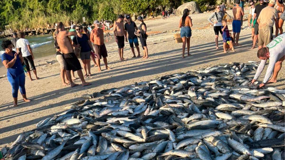 ‘Saragaço’ rende quase 11 mil tainhas em praia de SC: ‘a gente pesca porque ama’