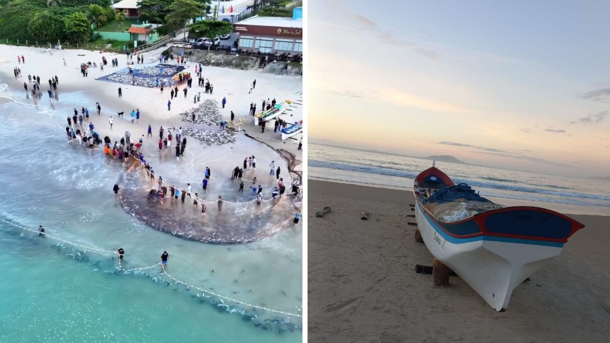Tainhas são vistas saltando no mar em SC, mas pescadores são impedidos de pescar: ‘É dolorido’