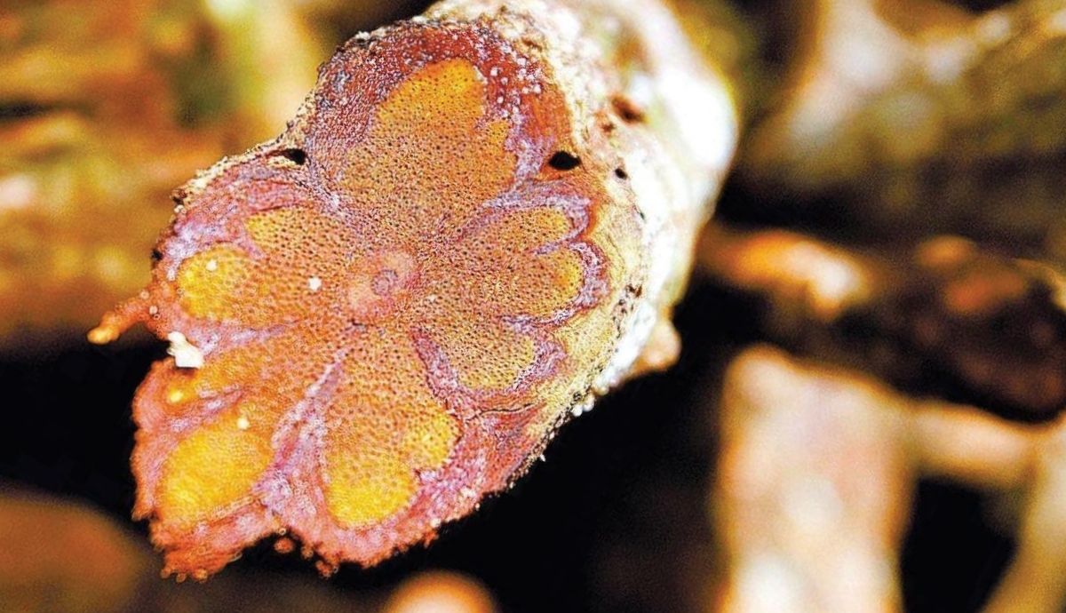 cipós da ayahuasca bem detalhados