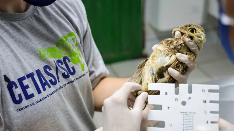As equipes apostam na recuperação dos animais para que eles sejam devolvidos à natureza - Secom/Divulgação