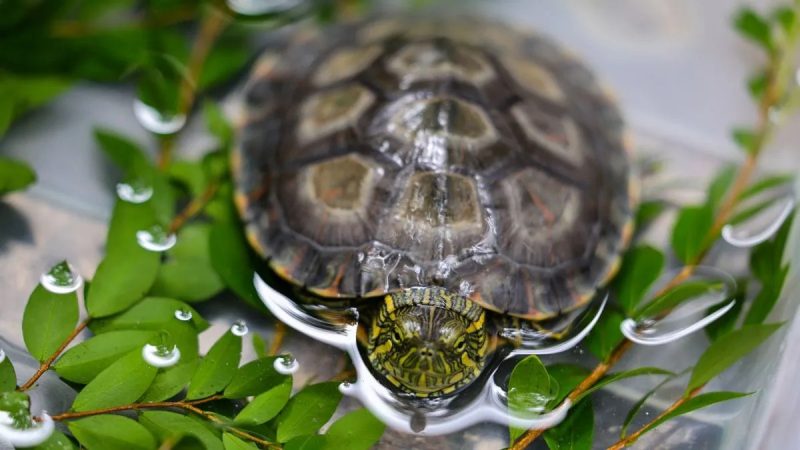 As equipes apostam na recuperação dos animais para que eles sejam devolvidos à natureza - Secom/Divulgação