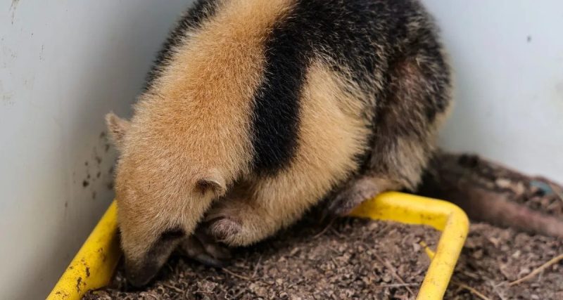 As equipes apostam na recuperação dos animais para que eles sejam devolvidos à natureza - Secom/Divulgação