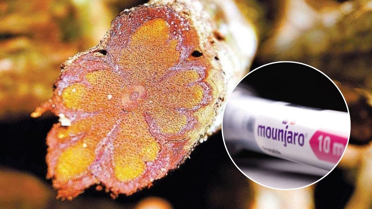 Eli Lilly aposta em Ayahuasca para novos tratamentos de saúde mental