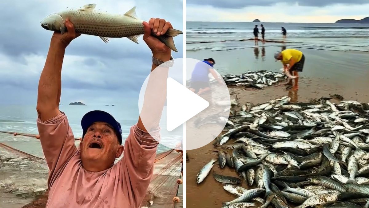 ‘Te agradeço, Pai’: pescador emociona ao celebrar rede lotada de tainhas no retorno do mar em SC - QTU Questões do Universo