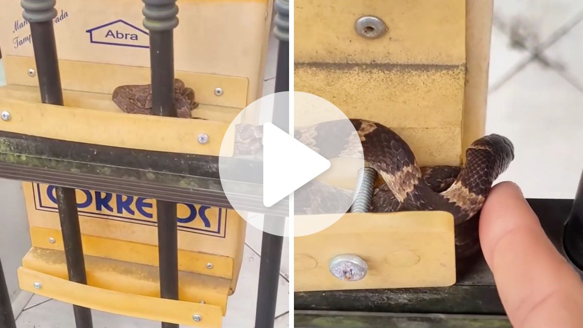 VÍDEO: ‘Cobra carteira’ é flagrada dormindo em caixa de correio e diverte internet em SC - QTU Questões do Universo