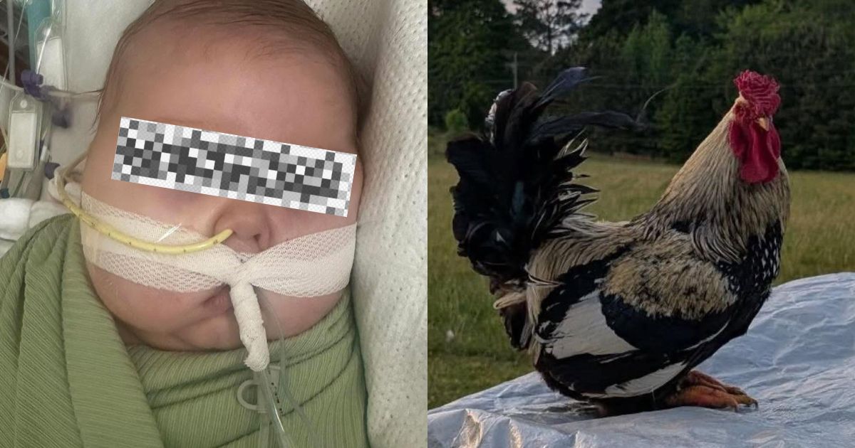 Levaram um galo comum para o leilão, mas algo inusitado aconteceu: o animal passou a valer mais de R$ 20 mil devido à comoção dos compradores, que aumentaram cada vez mais os lances para arrecadar dinheiro para um bebê internado com problemas cardíacos - QTU Questões do Universo