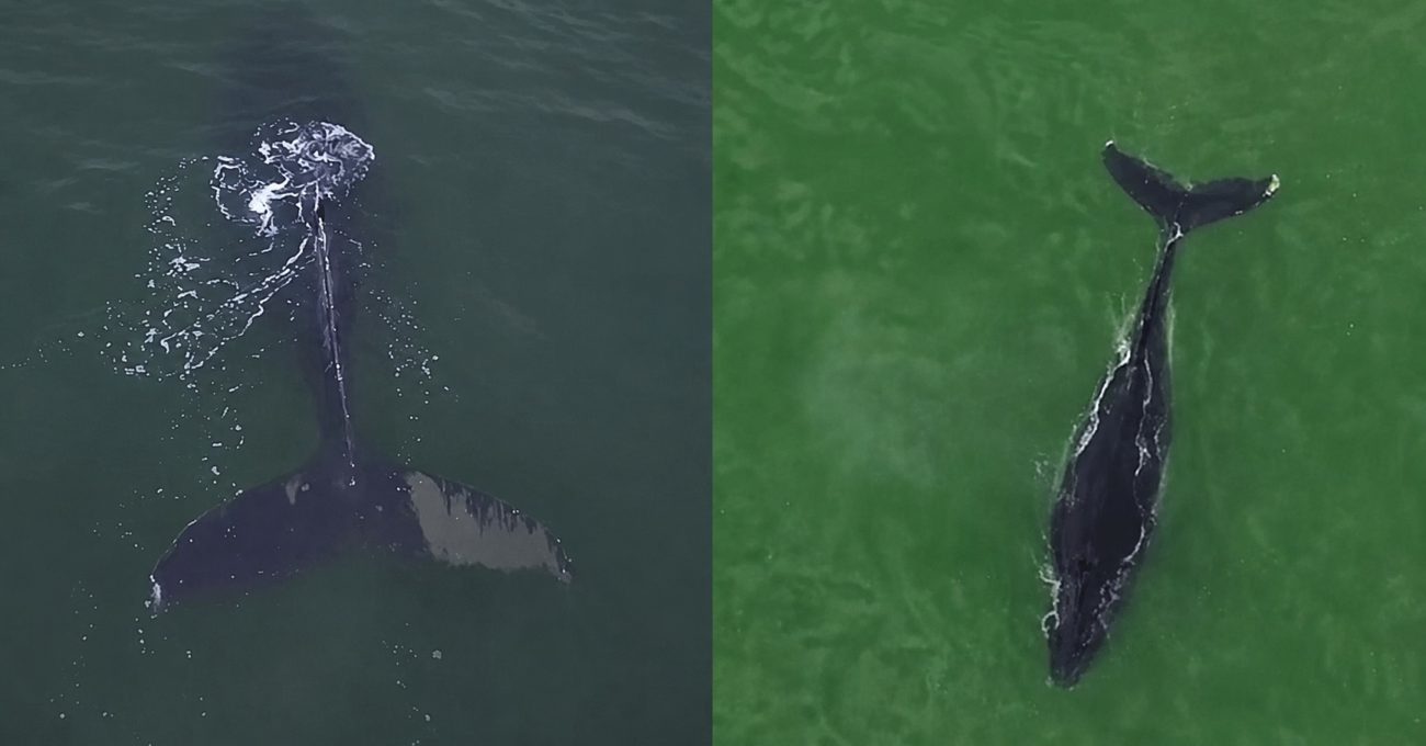 Baleias gigantes dão espetáculo ao serem flagradas por drone durante alargamento de praia em SC