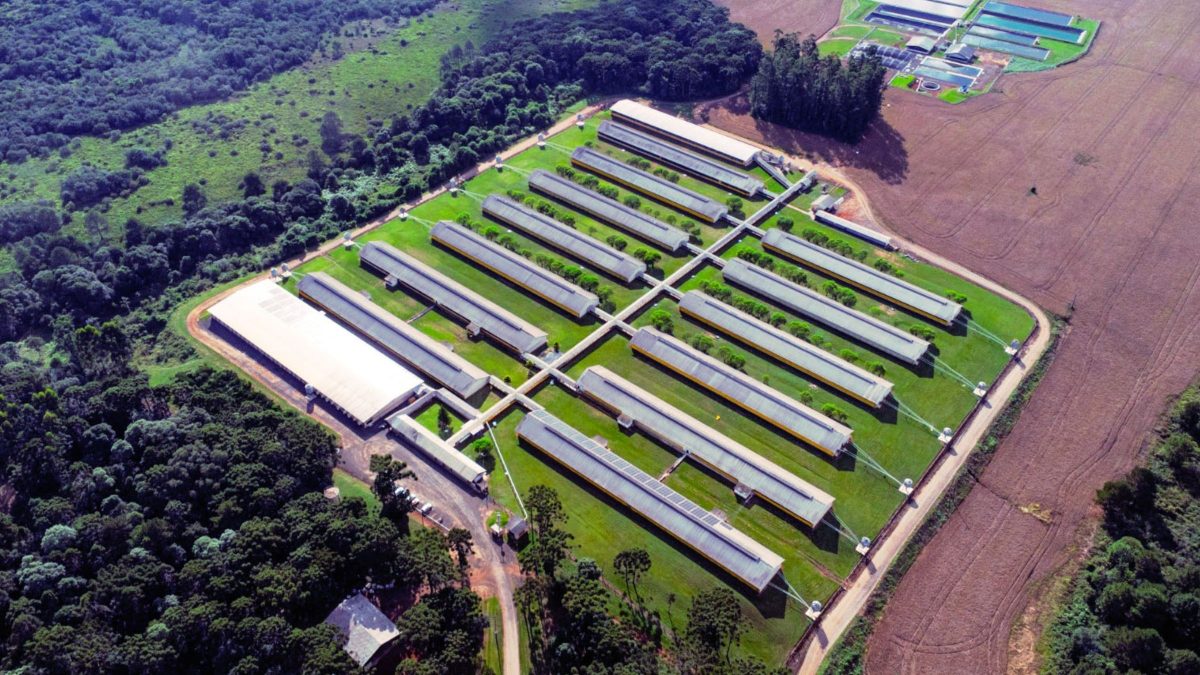 BNDES destina R$ 72,5 milhões para granja de suínos de alta tecnologia em SC