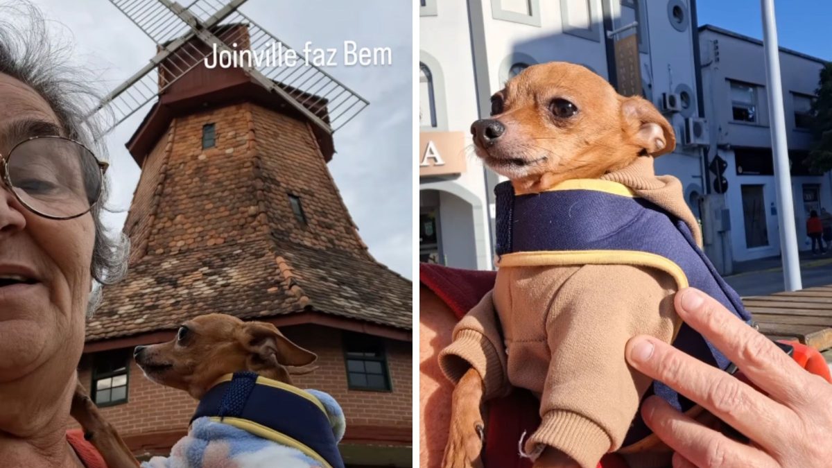Pinscher que quase foi abandonado conquista web em passeios por Joinville