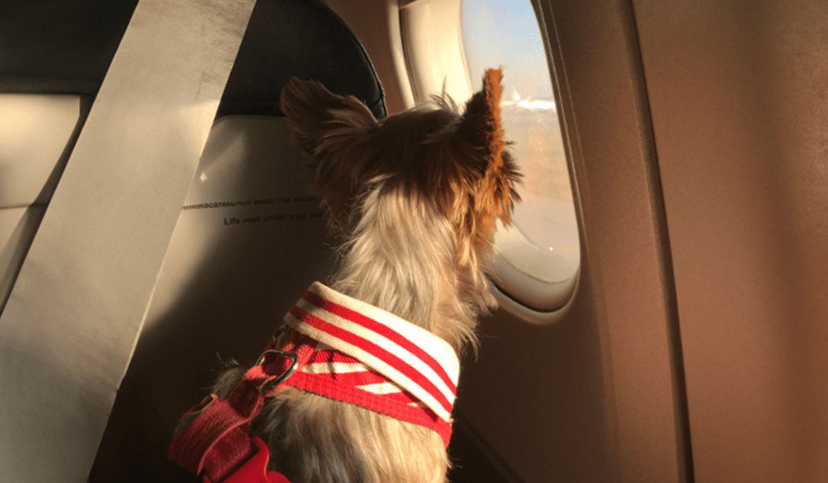 No Brasil, as regras para transporte de pets em aviões variam conforme a companhia aéreaFoto: Reprodução/ND Mais