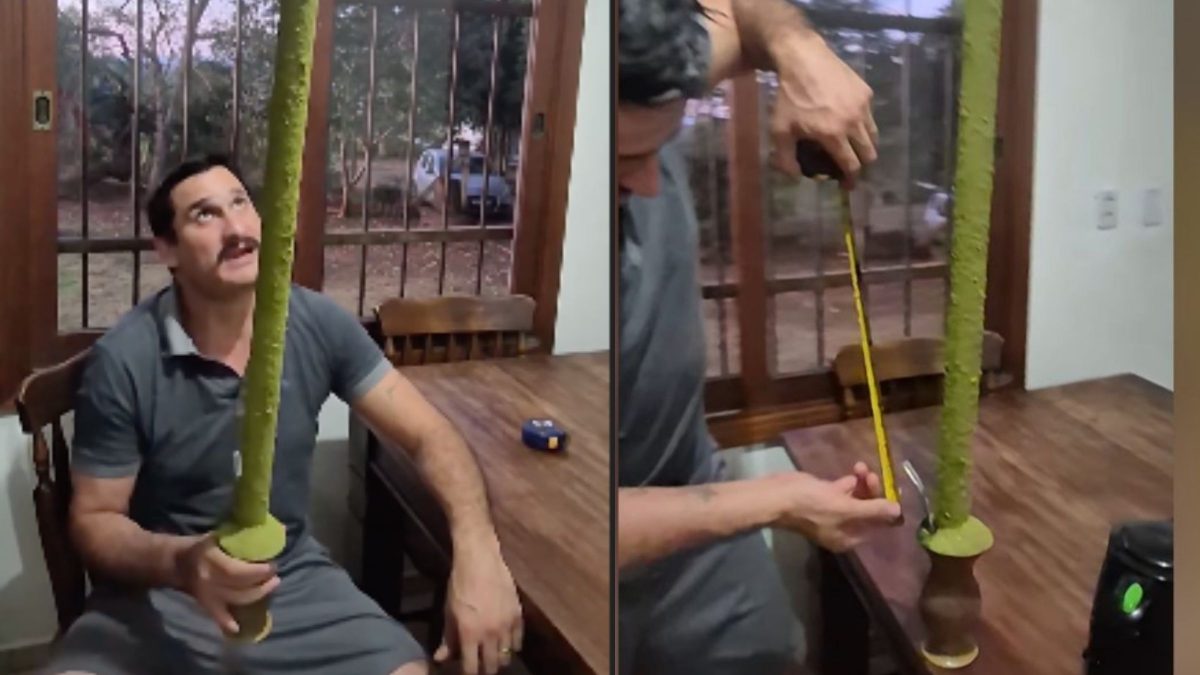 Gaúcho se empolga e faz ‘chimarrão topetudo’ com mais de 1 metro: ’Pensa numa erva boa‘