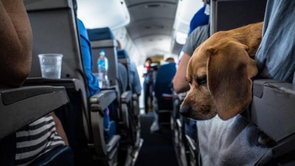 Companhia aérea libera cães de até 30 kg viajarem com tutores na cabine; medida começa na próxima semana - QTU Questões do Universo