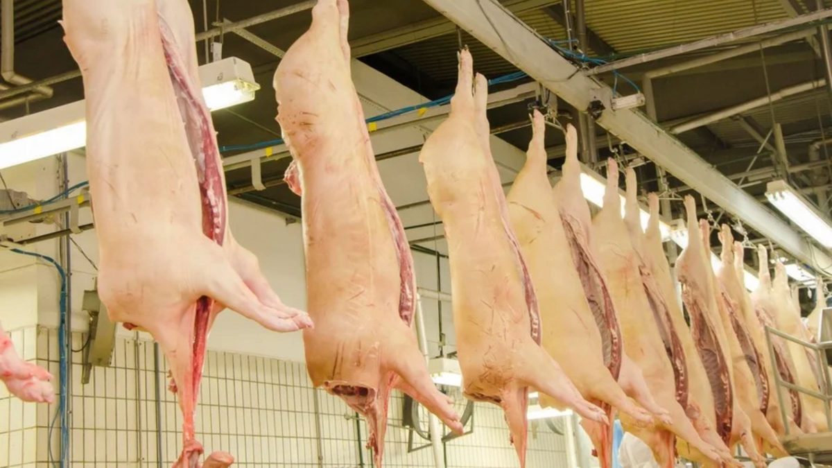 Estados Unidos investiga qualidade da carne suína brasileira e ameaça exportação acusando risco de doença