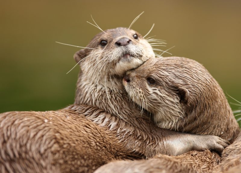 A lontra-neotropical é considerada uma espécie ameaçada - Pensamento Verde/Reprodução