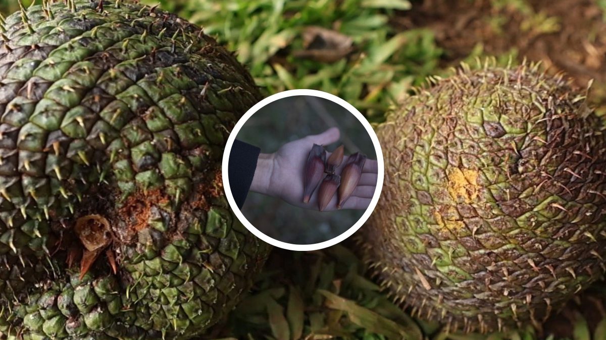 Pinhão Gigante Chama Atenção em Santa Catarina