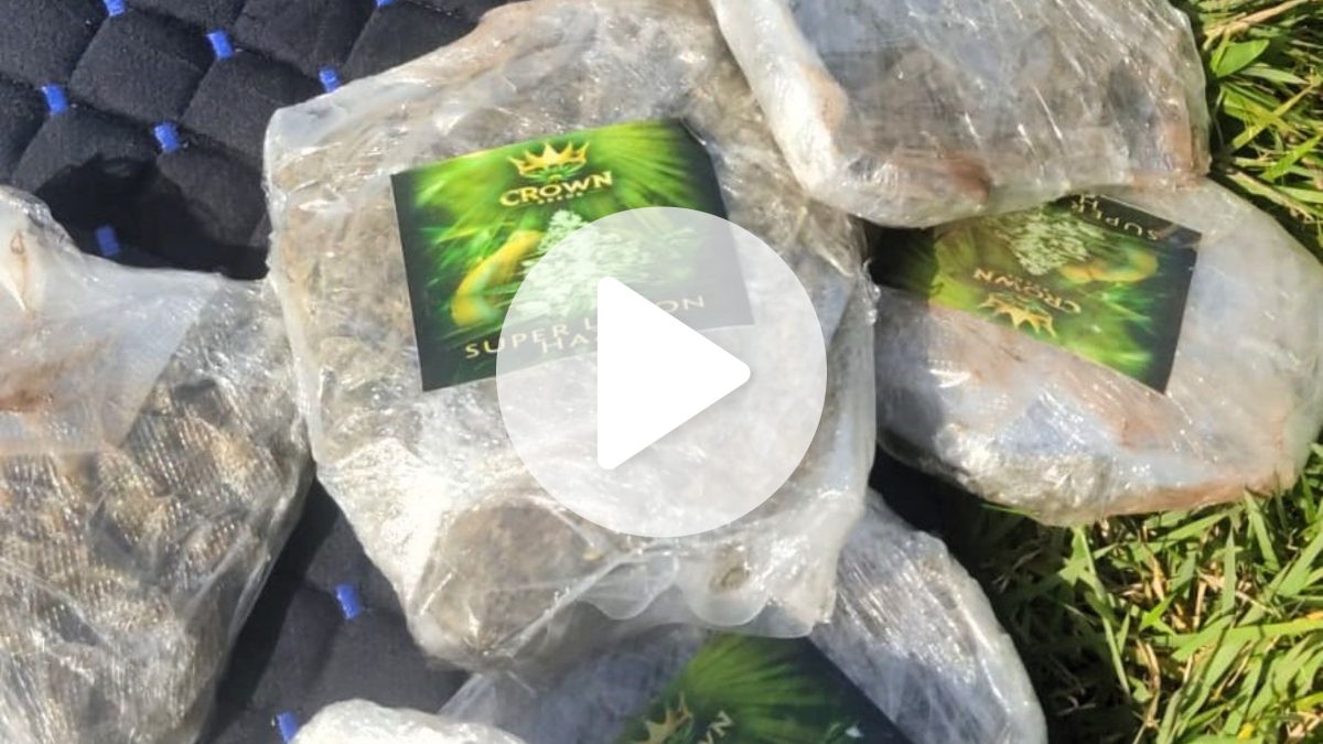 PRF apreende 30kg de drogas 'gourmet' com destino a praia badalada em SC
