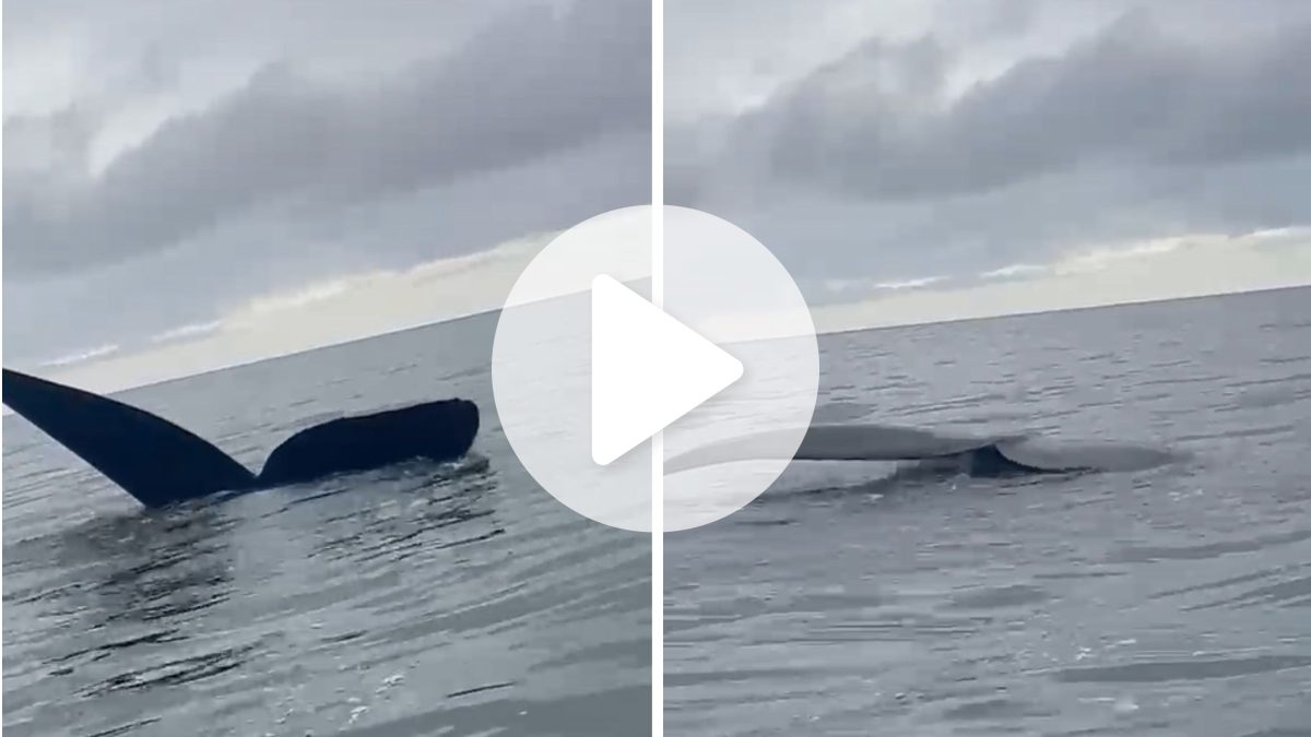 ‘Achamos que eram pedras’: família se surpreende ao encontrar baleia e filhote no mar de SC e vídeo encanta - QTU Questões do Universo