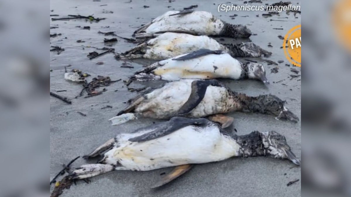 Mais de 600 pinguins encalham no Litoral Norte de SC durante migração e mobilizam resgate urgente
