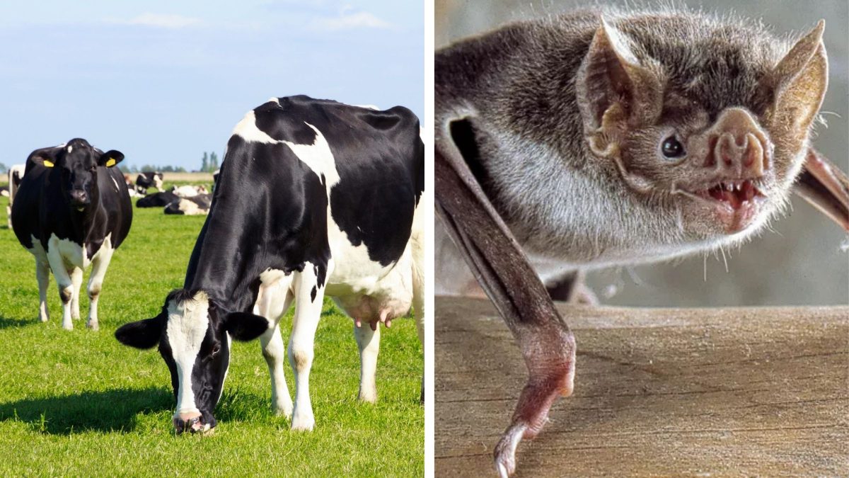 Raiva avança em animais de produção e SC já soma 27 casos em 2026 - QTU Questões do Universo