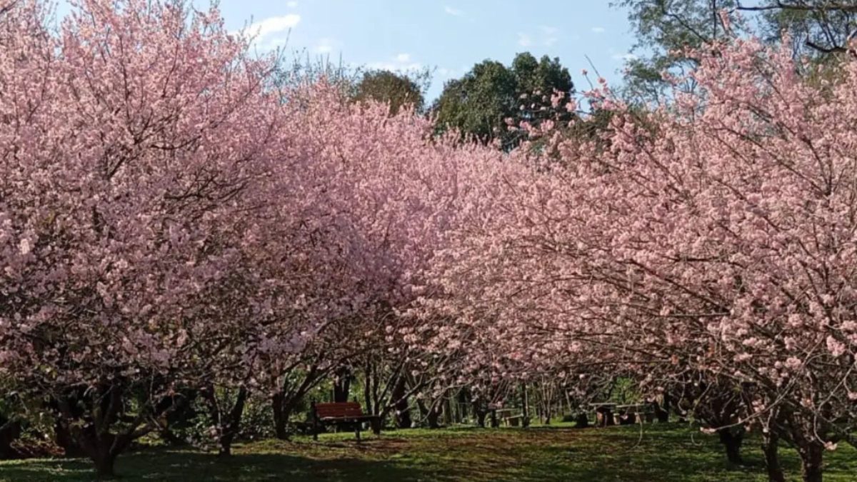 Espetáculo de amor e renovação: florada das cerejeiras começa a colorir cidade em SC e atração dura poucas semanas - QTU Questões do Universo