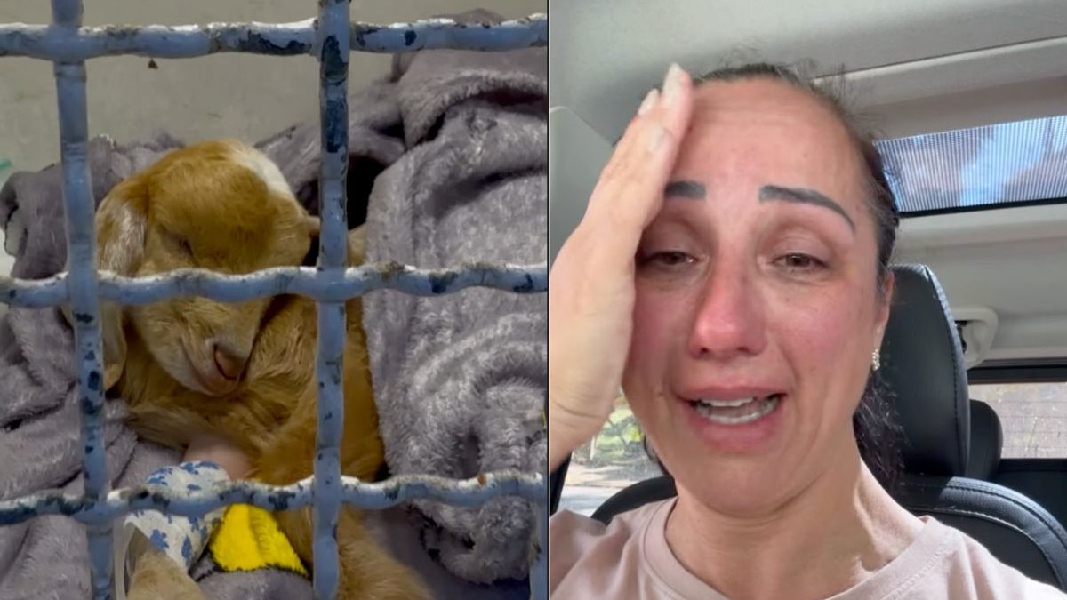 Cabrinha Cappuccina é internada às pressas em SC após viralizar