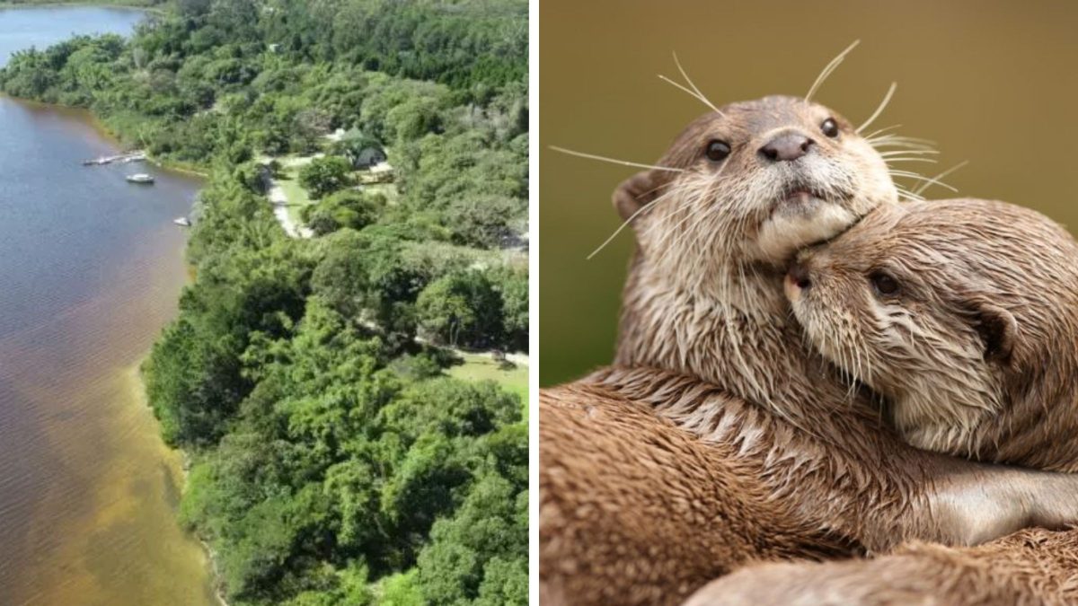 Florianópolis Revela Santuário Ecológico com Fauna Rara e Planta Endêmica