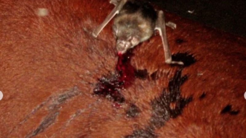 Durante a noite, o morcego faz pequenos ferimentos na pele dos animais para se alimentar - Reprodução/ND Mais