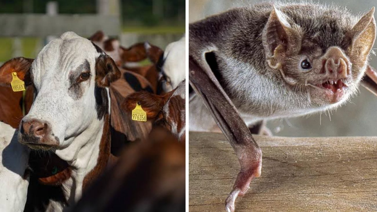 SC soma 26 casos de raiva em animais de produção; vacinação é principal forma de prevenção