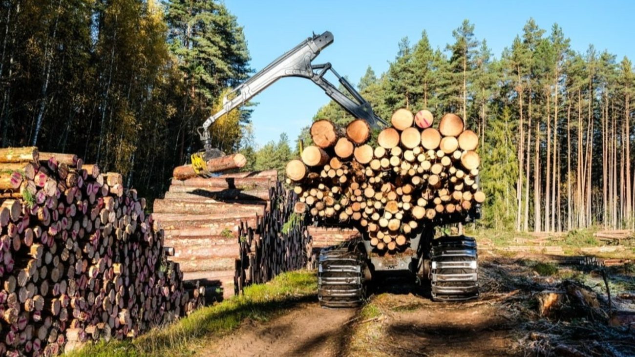 Relatórios de defesa do setor madeireiro tentaram conter tarifa americana que ameaça 180 mil empregos, concentrados 90% na região Sul do BrasilFoto: Shutterstock/Reprodução/ND Mais