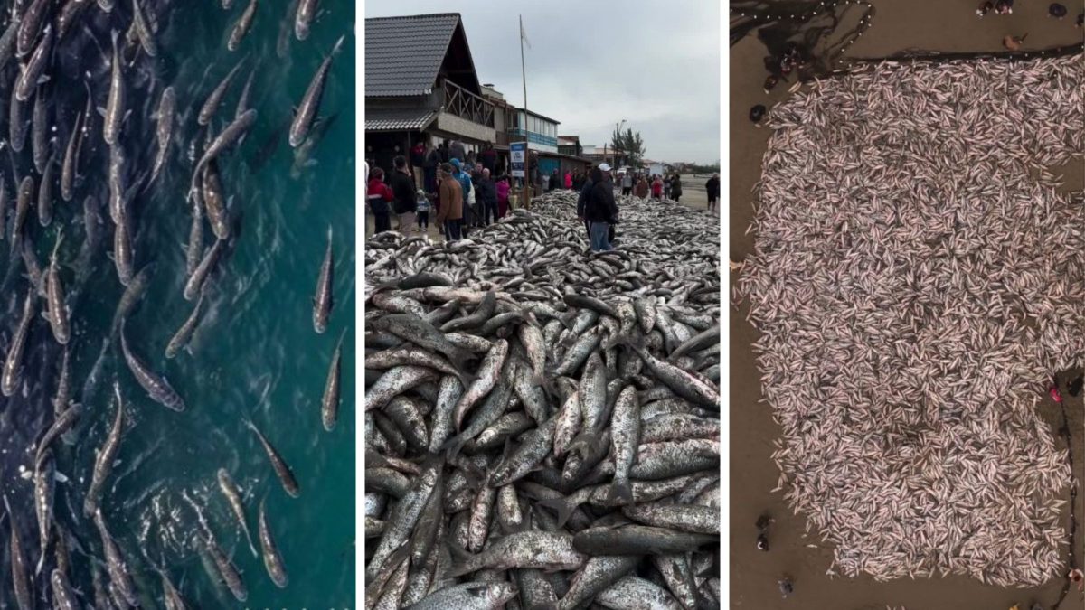 Mar generoso concede mais de 5,1 mil toneladas de tainhas a pescadores e safra encerra com marca histórica em SC - QTU Questões do Universo