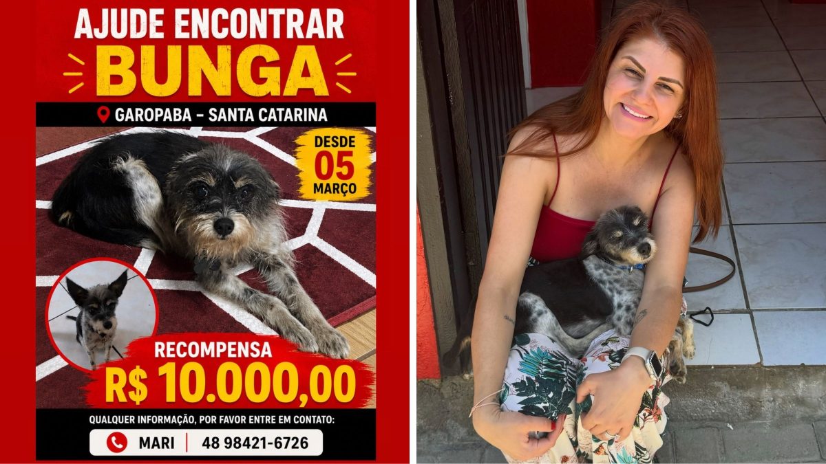 Recompensa de 10 mil reais por cão em Garopaba