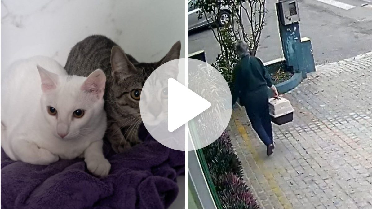 Mulher é flagrada abandonando filhotes em frente à clínica em Joinville; assista
