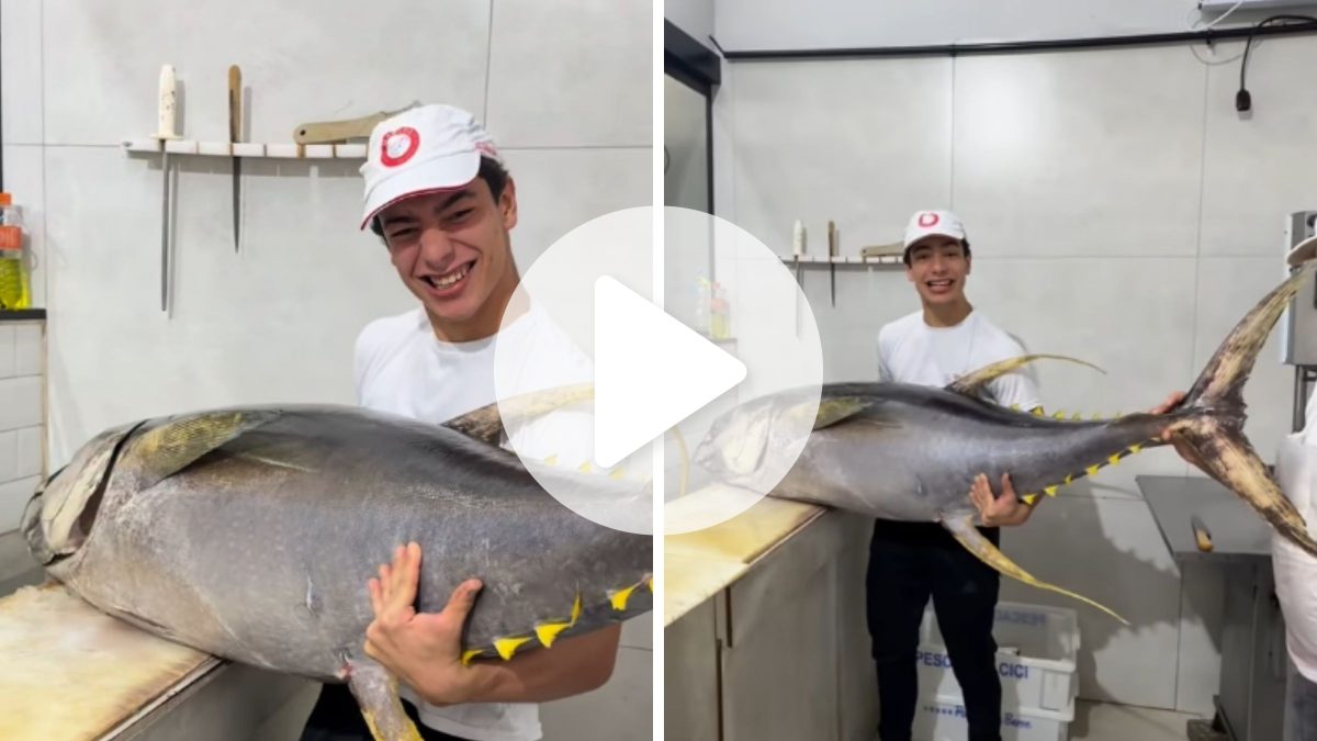 Atum gigante impressiona em Joinville