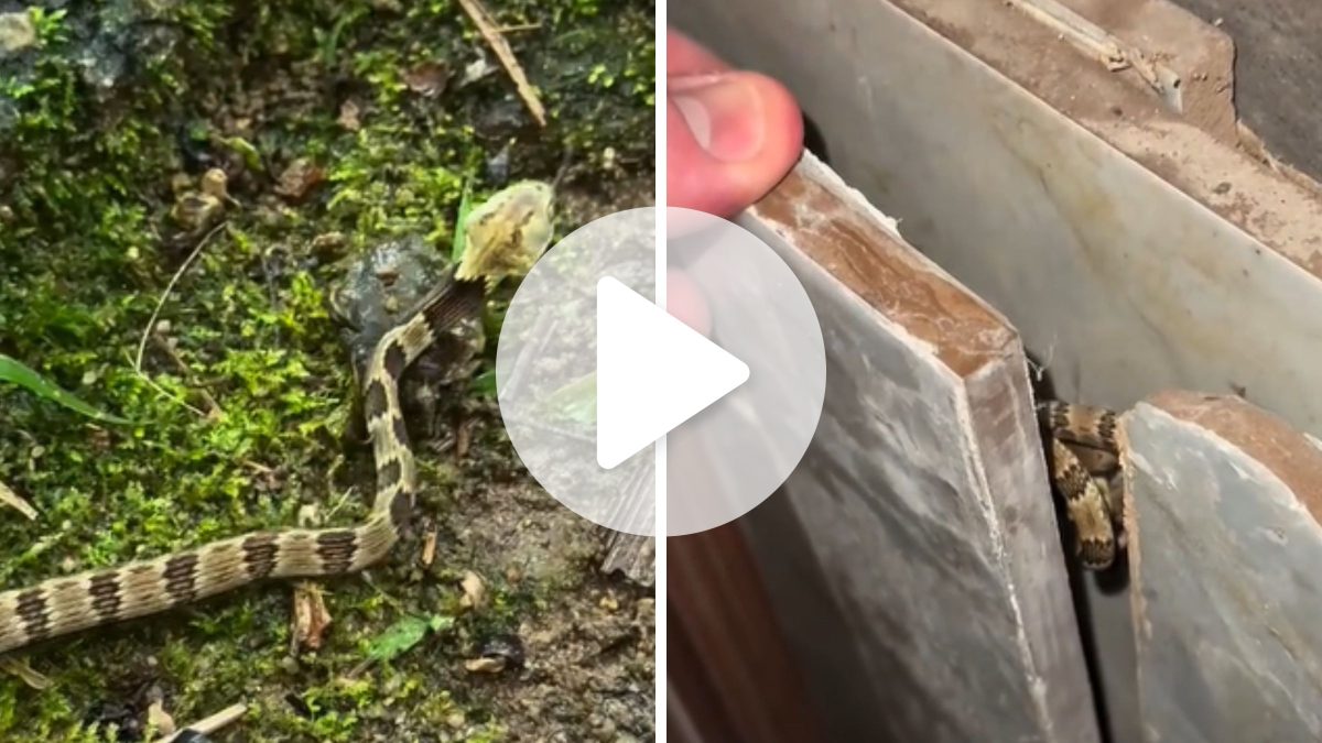 ‘Falsa jararaca’ é encontrada em esconderijo inusitado em SC