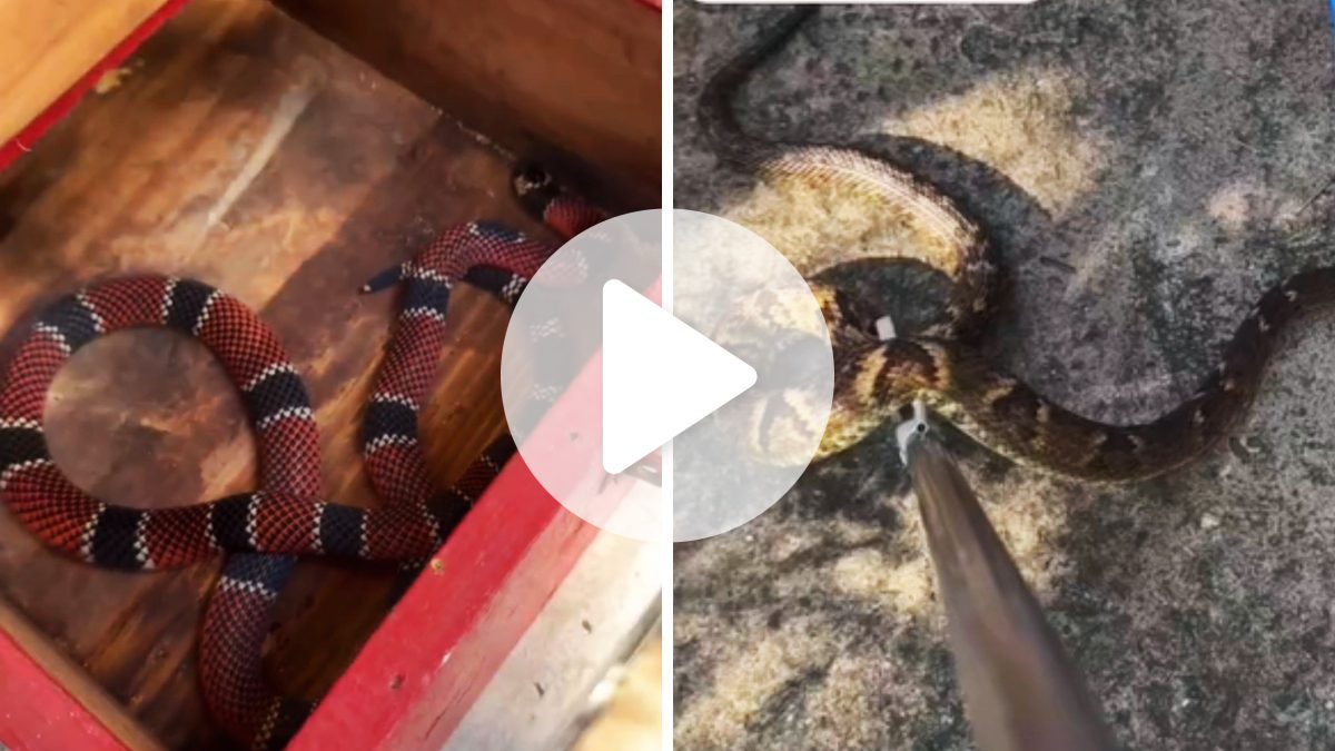 Jaraguá do Sul em alerta com cobras perigosas